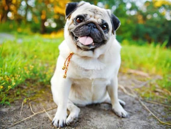 Pugs were stolen in Harrogate. The dog pictured is not one of those taken during the offence.