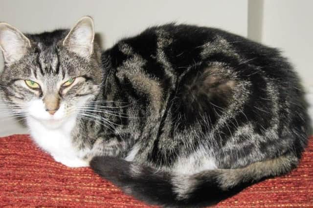 Can you give Tiddles a home this Christmas?