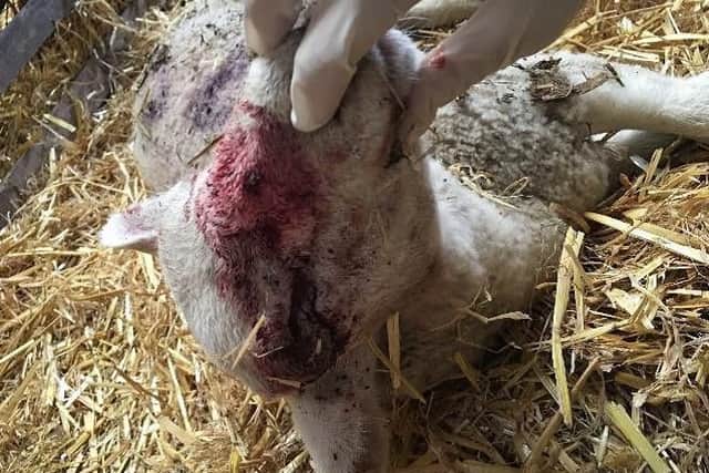 One of the lambs was so badly hurt it had to be put down by a vet. The other three died of their injuries.
Credit: NYP