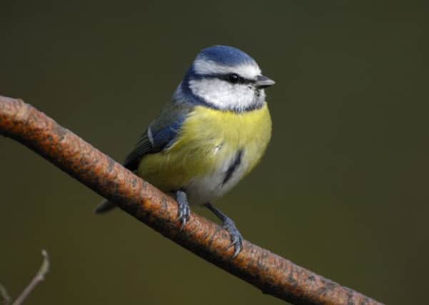 Blue tit, Parus caeruleus, perched on branch in garden.