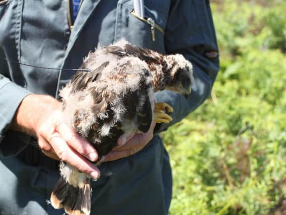 River, a Hen Harrier, was tagged as part of theHen Harrier LIFE project which enables the RSPB to monitor the birds after they fledge.