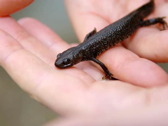 Ancient species - An example of the great crested newt.