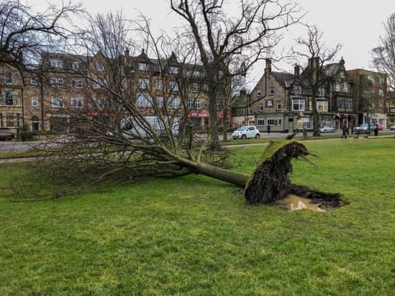 Devastation - One of the storm-damaged trees in Harrogate.