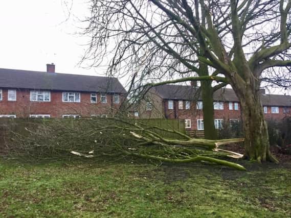 Storm damage in Starbeck - A tree felled by Storm Erik. (Picture by Stuart Rhodes)