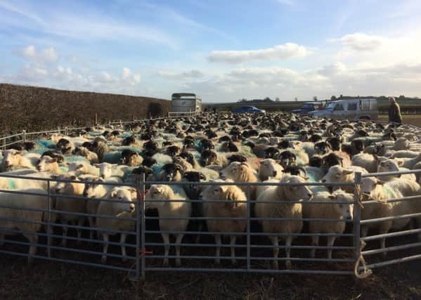 We will be scanning 775 sheep and everyone is feeling a bit stressed about it.