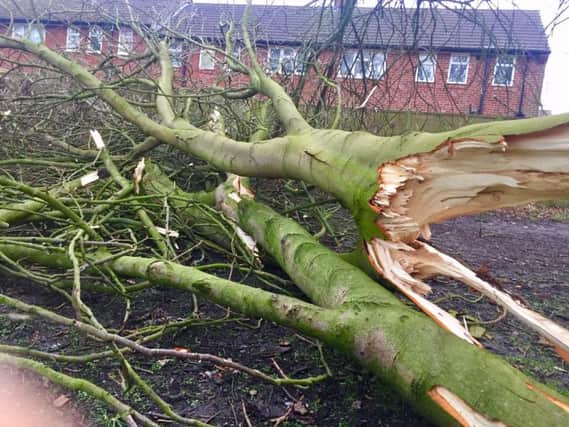 In the wake of Storm Erik - An uprooted tree on Belmont Field in Starbeck, Harrogate. (Picture by Stuart Rhodes)