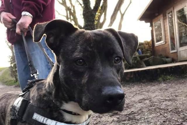 Snoopy is an 11 month old puppy, whos breed is a bit of a mixture. The rescue say he's energetic, loves to run around, but is a clever pup that learns quickly.