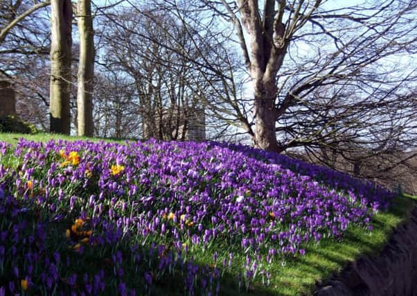 The bank of purple crocuses to the left of Knaresborough House, a reminder of Polio.