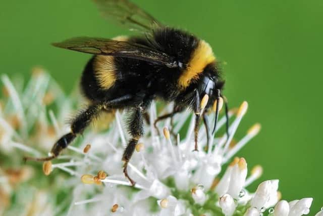 How you can help to save the bees
