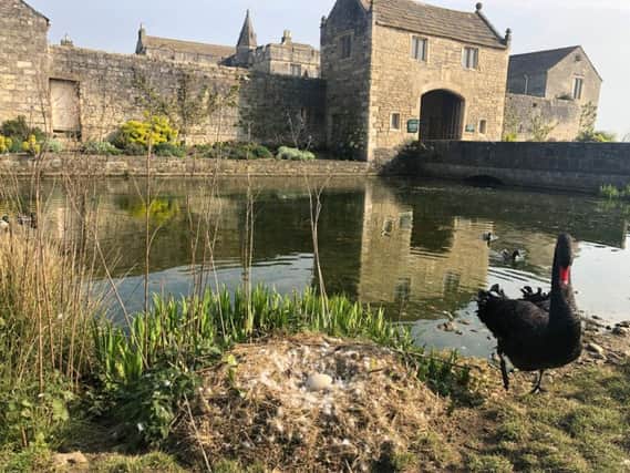 Markenfields moat has been patrolled by a pair of black swans since Lady Deirdre and the late Lord Grantley completed their phase of the halls restoration in the early 1980s.