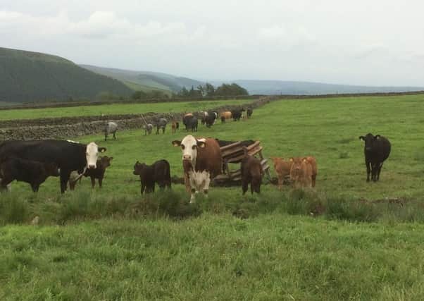 Grass-fed stock from the uplands are reared on grass and are not pumped full of antibiotics.