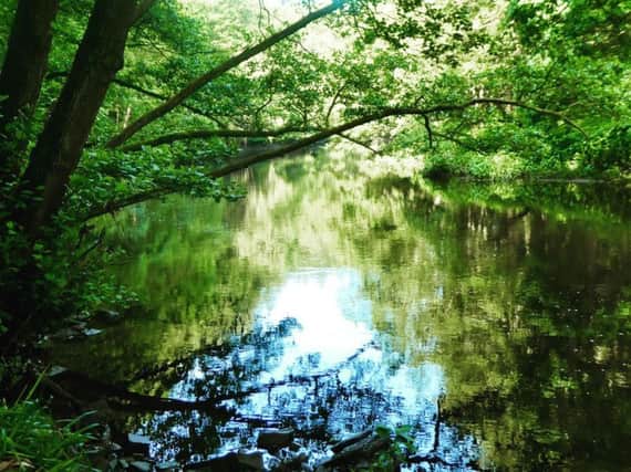 The beautiful waters of the River Nidd at Nidd Gorge. Picture: Rachel Christy