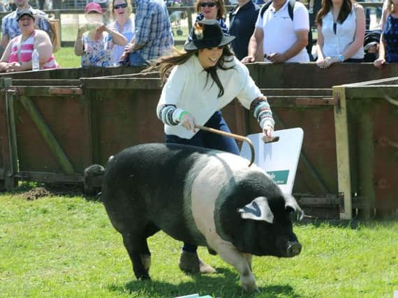 Alex Jones, presenter of BBC's The One Show taking part in 'One Man and his Pig' classes at the Great Yorkshire Show in 2015. Picture by Gary Longbottom.