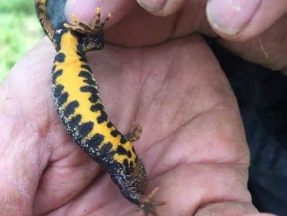 A protected greater crested newt, which a Harrogate wildlife group fears isn't being well protected enough by ecologists hired by developers.