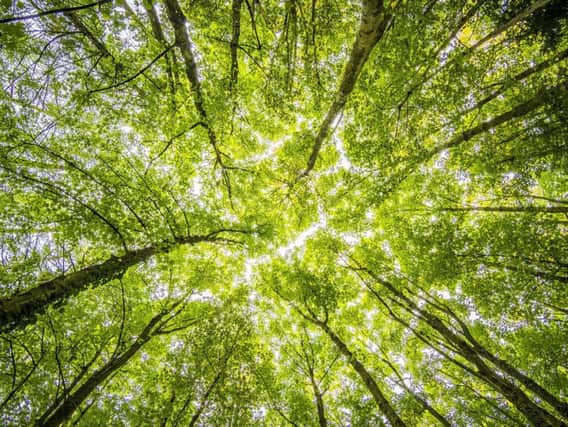 More than 50 million trees would be planted across northern England under a new initiative.