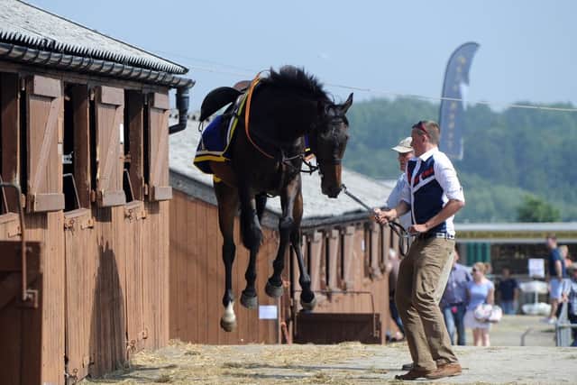 Date:11th July 2013.
Great Yorkshire Show, Day 3 (Thursday), pictured Grand National Winner Auroras Encore being held onto by Travel Head Lad Sam Jowett, 22, watched closely by it's owner Harvey Smith, whilst whilst prepared in the stables area before the parade in the Main Show Ring.