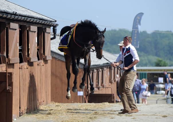 Date:11th July 2013.
Great Yorkshire Show, Day 3 (Thursday), pictured Grand National Winner Auroras Encore being held onto by Travel Head Lad Sam Jowett, 22, watched closely by it's owner Harvey Smith, whilst whilst prepared in the stables area before the parade in the Main Show Ring.