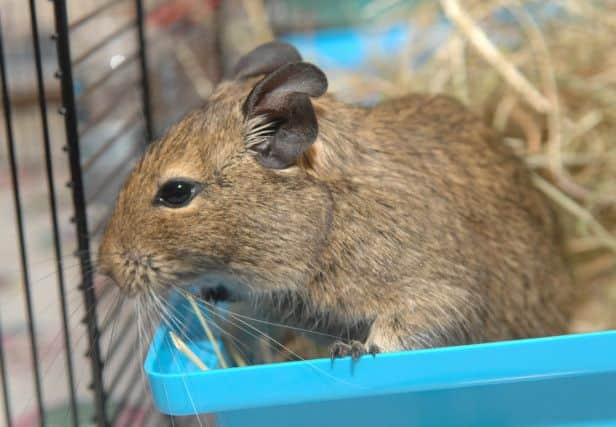 NADV 1408023AM2 Chris Bryant's degu.(1408023AM2)