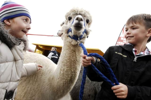 NADV. Cousins Evie White and Jay Hunter meet Trigger the alpaca at Countryside Live. 101023GS2p.