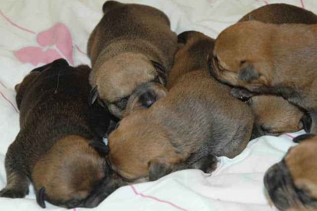 Puppies at Moor View Boarding Kennels. (1411045AM3)