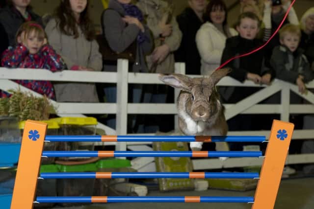 Rabbit jumping, pic by Daniel Oxtoby