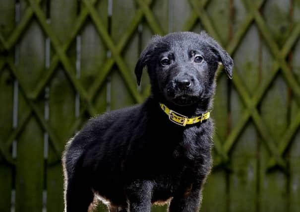 Labrador cross puppy. Picture; James Hardisty
