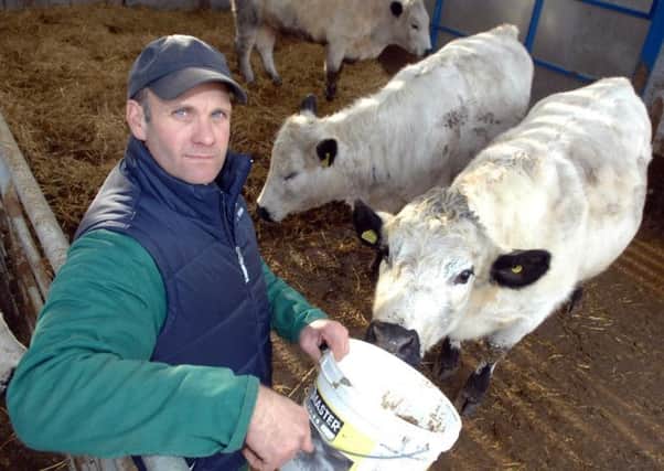 Farmer Andrew Fisher with half sisters to the cow who stars with Meryl Streep. Below, shots from Walt Disney's Into the Woods, which is in cinemas now (s). Picture : Adrian Murray. (1501202AM1)