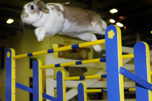 23/1/15  Tora  a Swedish  jumping rabbit taking part in the rabbit jumping  at the Burgess Small Animal Show at the Great Yorkshire Showground in Harrogate this weekend.(GL1004/70f)