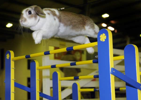 23/1/15  Tora  a Swedish  jumping rabbit taking part in the rabbit jumping  at the Burgess Small Animal Show at the Great Yorkshire Showground in Harrogate this weekend.(GL1004/70f)