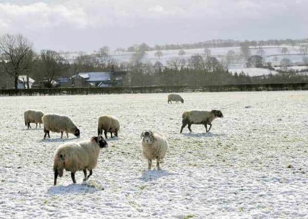 29/1/15   Sheep in snow covered fields near to Beckwithshaw near Harrogate.(GL100476b)