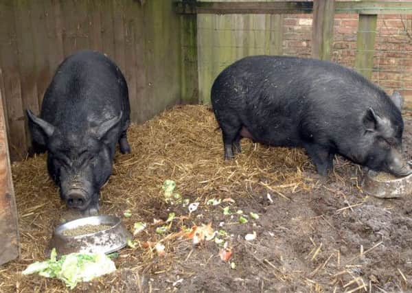 NAWN 1502101AM1 Pot Bellied Pigs Pinky and Perky who need rehoming.(1502101AM1)