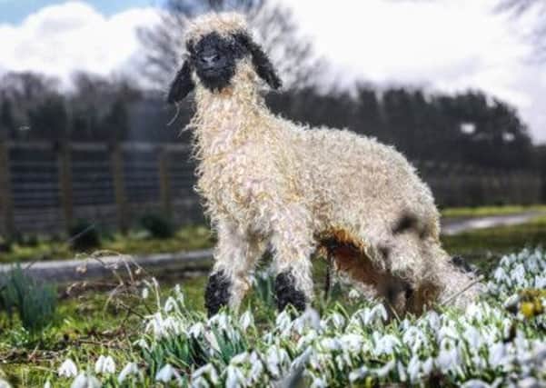 The rare Valais Blacknosed lamb, that has been called Shaun. Picture: Ross Parry agency (s).