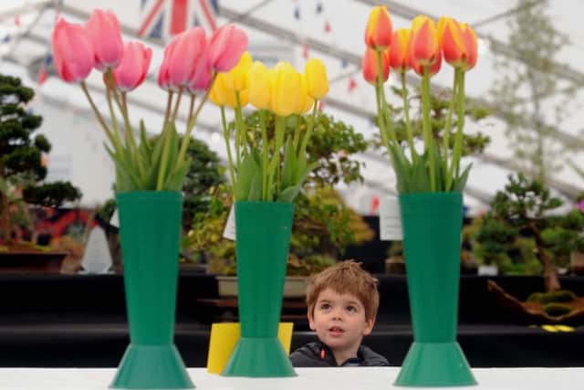 Alistair Christie aged 3 from Sherburn in Elmet looks at the Tulips on show (SH10014009k).Picture by Simon Hulme