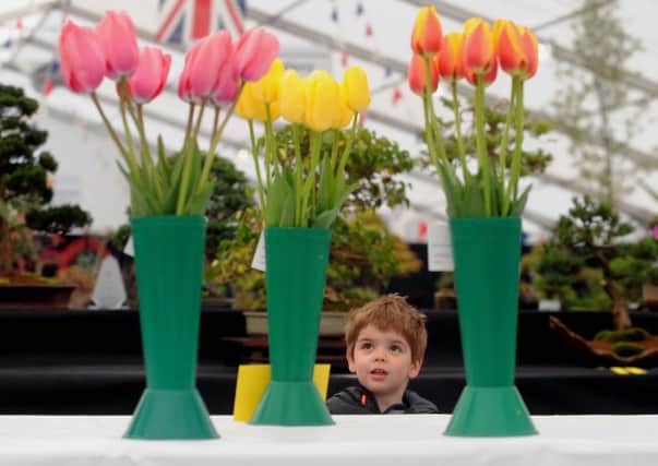Alistair Christie aged 3 from Sherburn in Elmet looks at the Tulips on show (SH10014009k).Picture by Simon Hulme