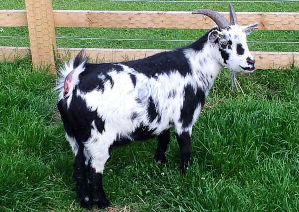 Tickets please: Harrogate bus passengers could end up sharing their seat with a goat.