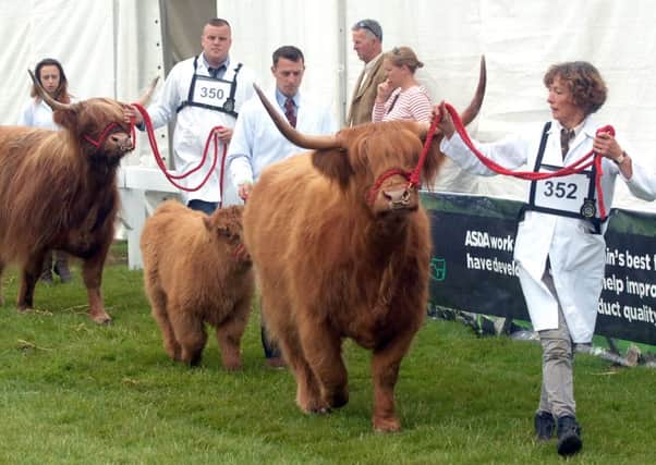 NADV 1507132AM1 Great Yorkshire Show. Highland cattle are lead around one of the parade rings. (1507132AM1)