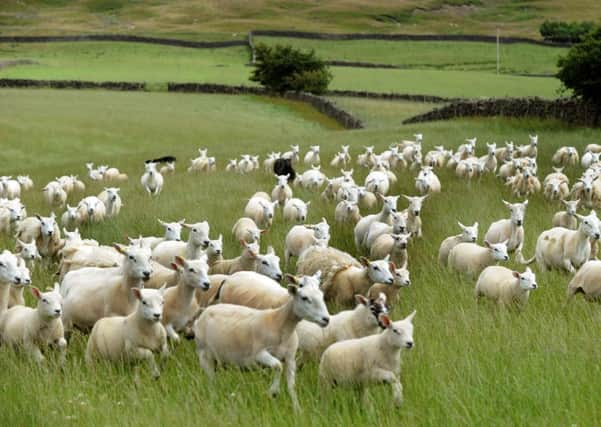 Farmers identified 116 sheep in a police line-up, Teesside Crown Court was told.
