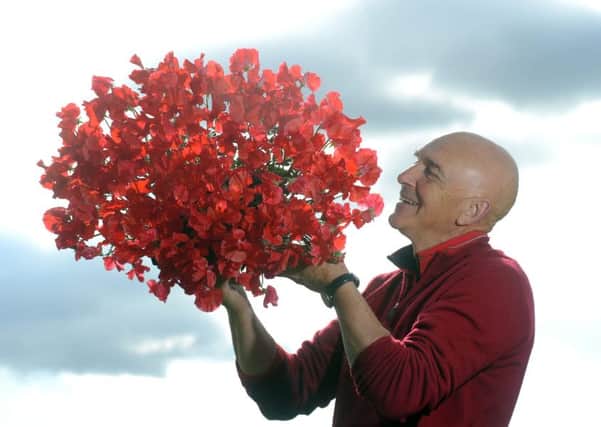 Sweet pea breeder David Matthewman with a display of the new Harrogate Gem sweet pea he has bred to celebrate the 40th Harrogate Autumn Flower Show this weekend (18 - 20 September 2015)