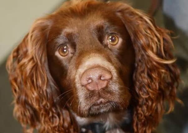 Springer Spaniel, Maxwell. Picture: Marie Caley D4268MC