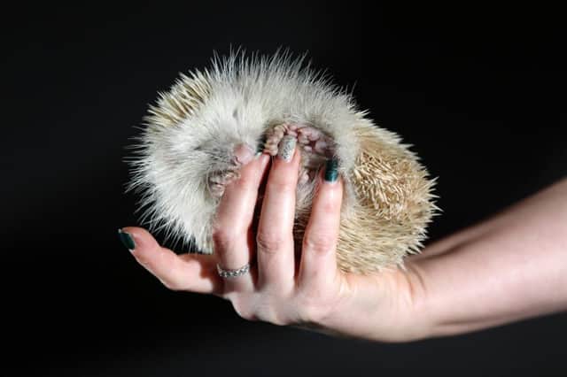 An extremely rare albino hedgehog found by animal lover Fiona Johnson, 40, of Doncaster. Picture: Ross Parry Agency