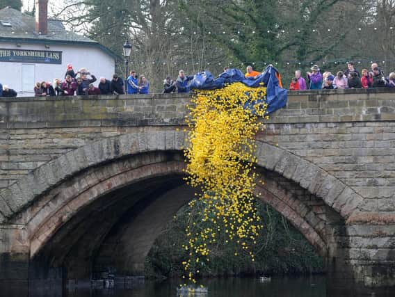 Flashback to 2013 and the ducks are released into the River Nidd for the start of the Knaresborough Duck Race.
