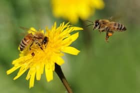 Bees.