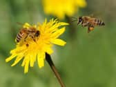 Bees.