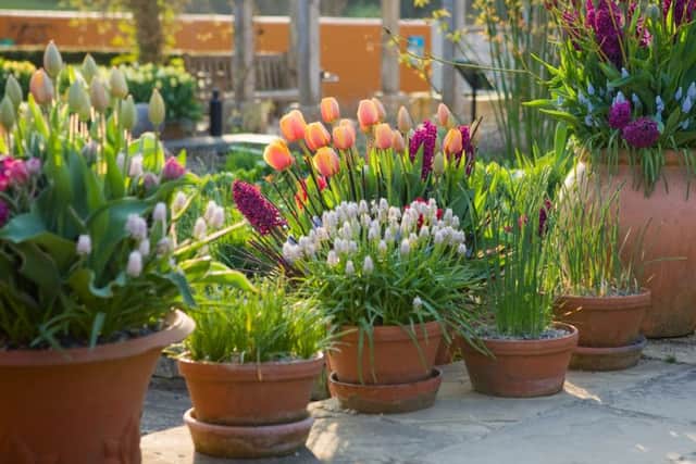 Hyacinths and tulips in containers in the Gardens Through Time in spring at RHS Garden Harlow Carr.