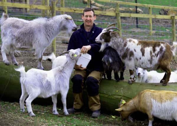 Here Animal Keeper  John Waller is surrounded by  Pygmy goats  at the new Harewood Farm Experience.(GL1009/40i)