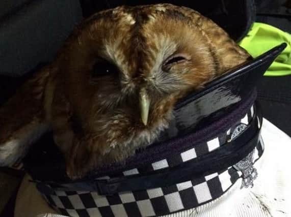 The owl taking rest in TC Robert's hat (s)