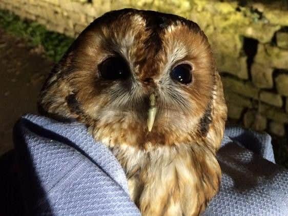 Injured owl rescued by TC Rob Roberts (s)