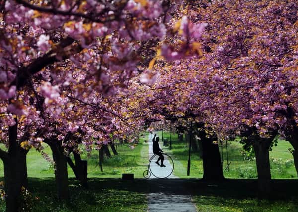Graham Reed from Pudsey rides his 1866 Penny Farthing through the Cherry Blossom, on the Stray, Harrogate.16th May 2016..Picture by Simon Hulme