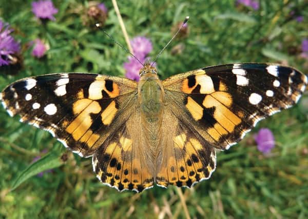 Painted Lady. Picture: Richard Willison.