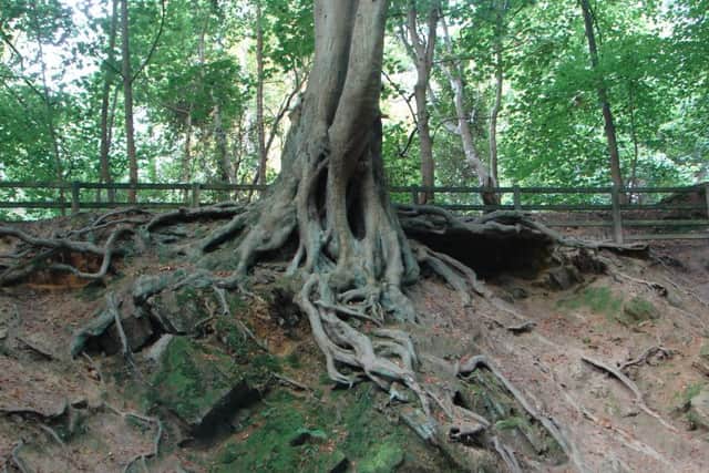 Tree roots exposed in Birk Wood.